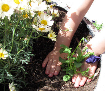 planting flowers with preschoolers