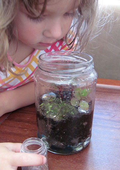 make a terrarium