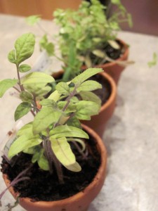 Preschool gardening