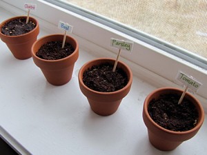 preschool gardening pots planted