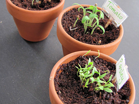 mini garden pots for preschool gardening