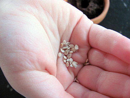 planting garden seeds with preschoolers