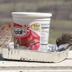 Simple plastic tub bird feeder