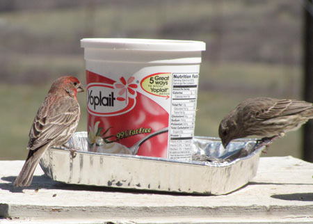 plastic tub bird feeder