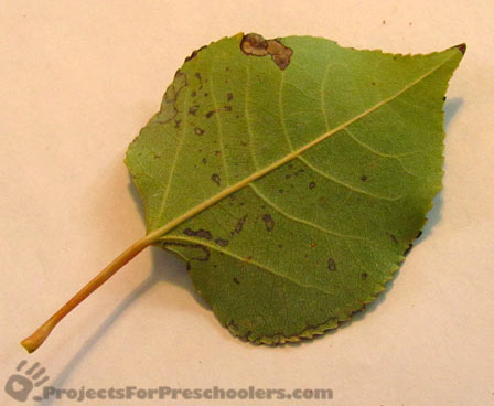 fresh leaf for leaf rubbing art